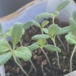 Thumbnail of post image 026