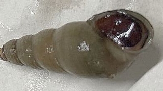 Thumbnail of post image 159