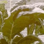 Thumbnail of post image 128