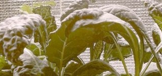 Thumbnail of post image 113