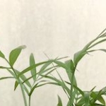 Thumbnail of post image 129